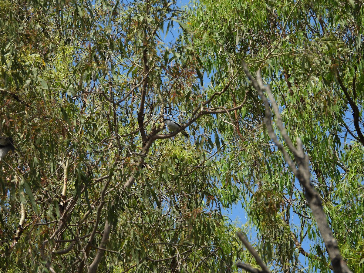 ミイロサンショウクイ - ML645534053