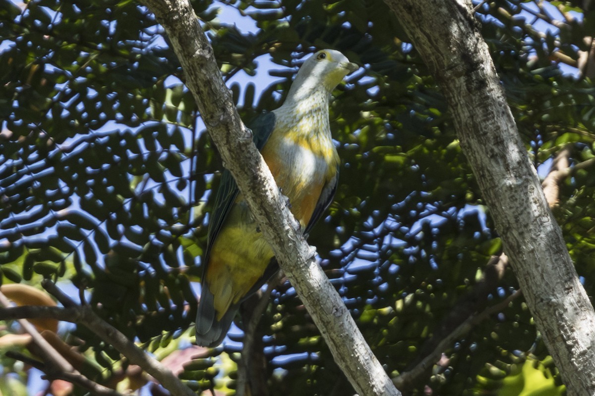 Rose-crowned Fruit-Dove (Gray-crowned) - ML645534054