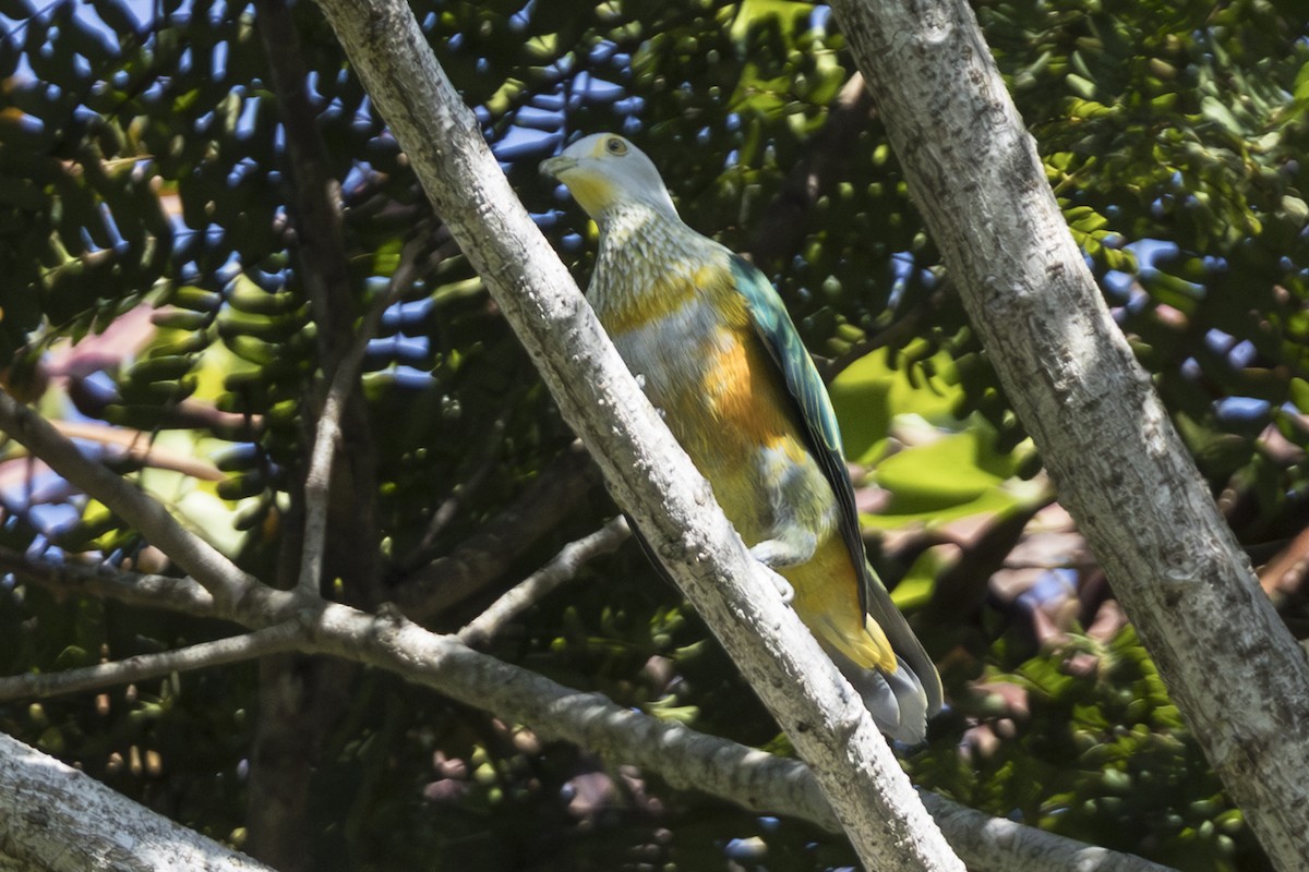Rose-crowned Fruit-Dove (Gray-crowned) - ML645534055