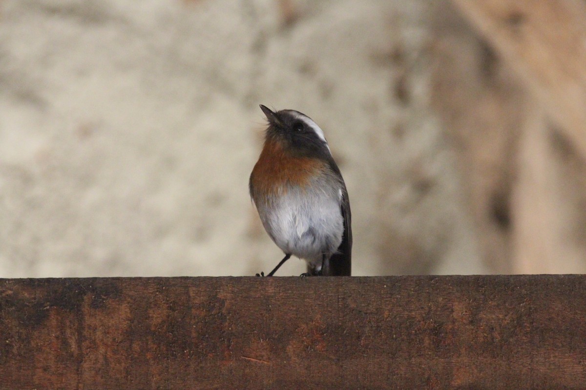 Orangebrust-Schmätzertyrann - ML645534057