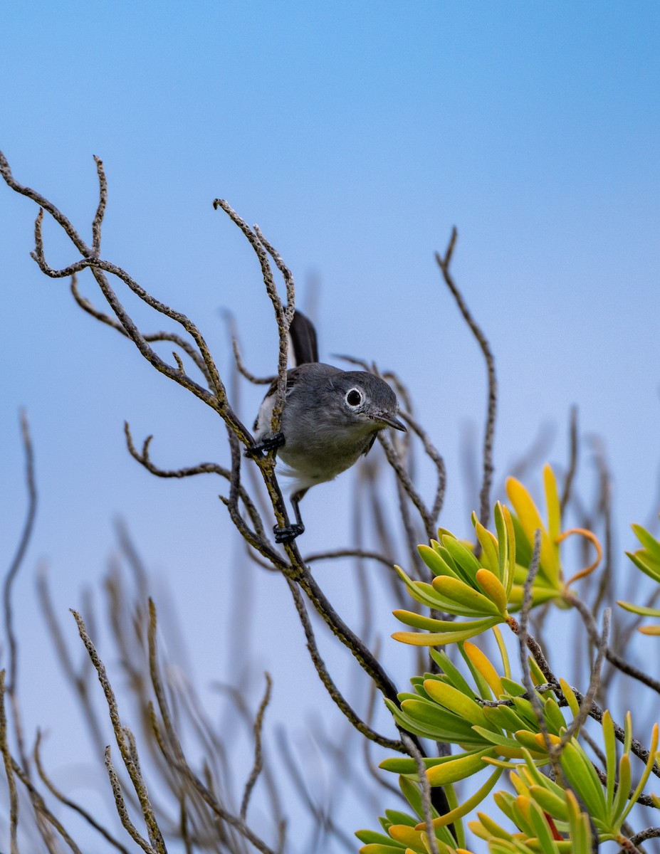 ブユムシクイ - ML645534058