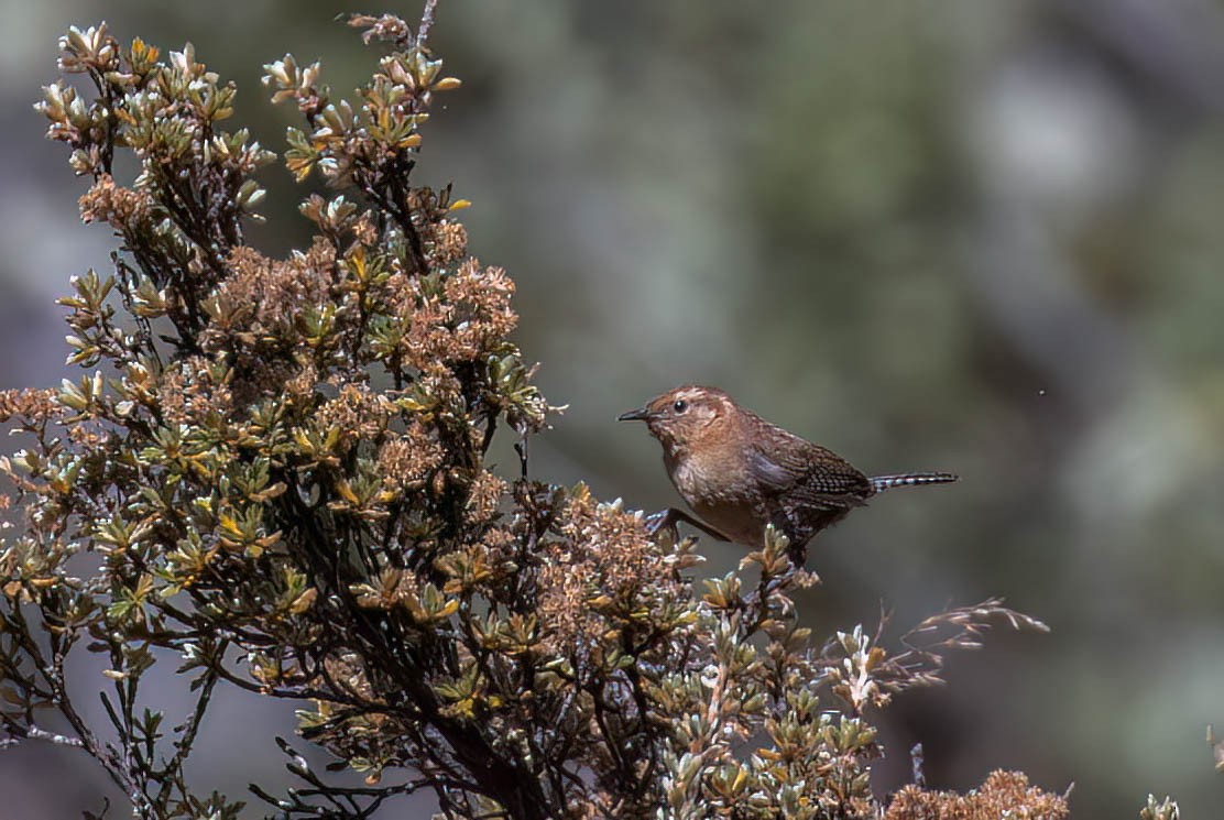 サンタマルタミソサザイ - ML645534059