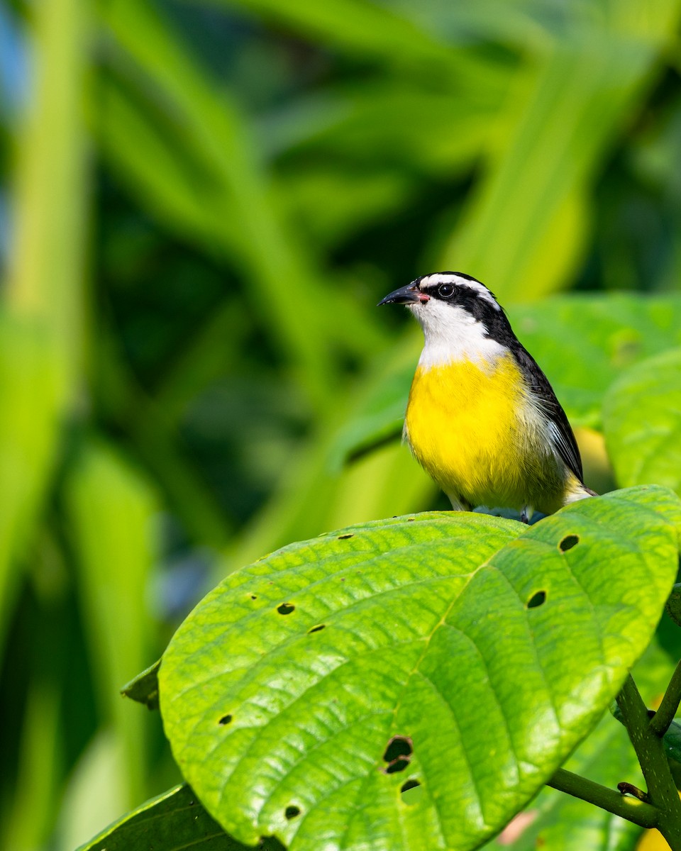 Sucrier à ventre jaune - ML645534068