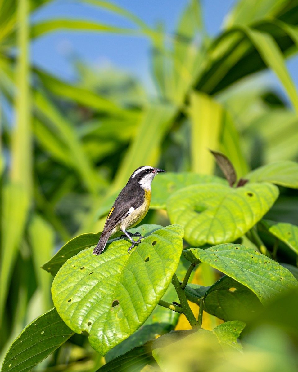 マミジロミツドリ - ML645534069