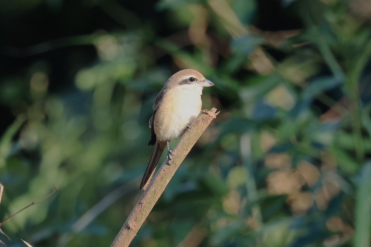 アカモズ - ML645534072