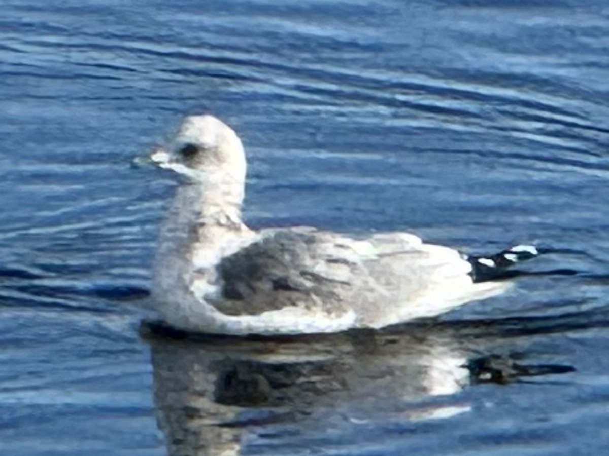 コカモメ - ML645534073