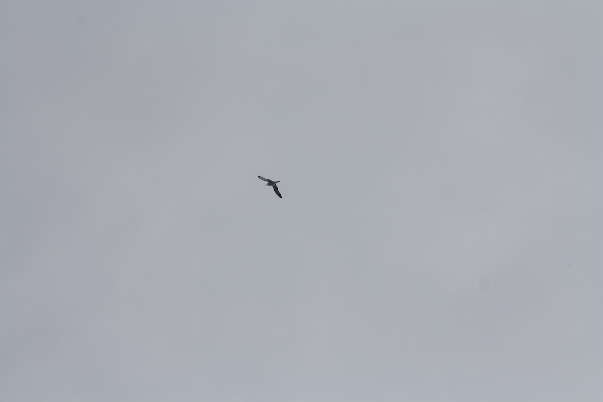 レユニオンシロハラミズナギドリ - ML645534074