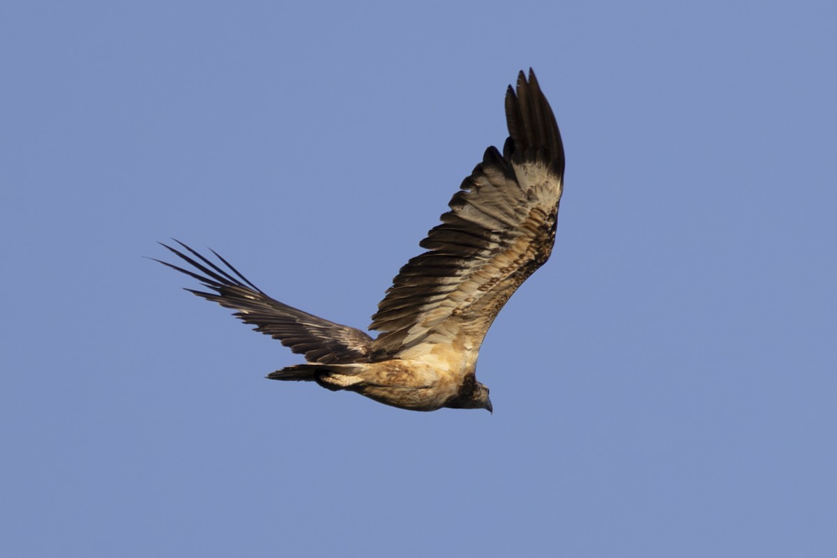 シロハラウミワシ - ML645534076