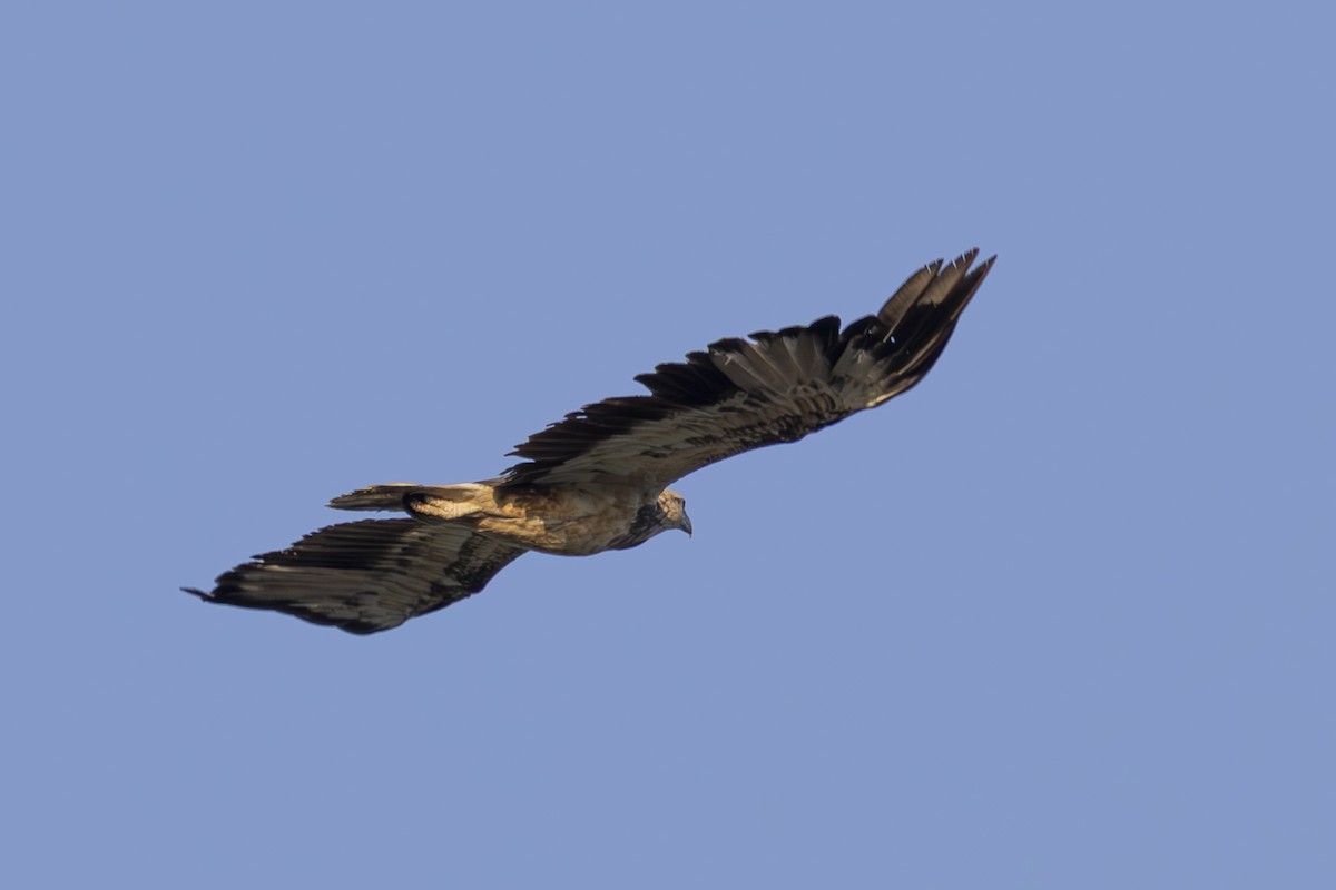 シロハラウミワシ - ML645534077