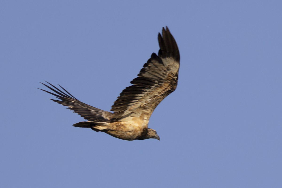 シロハラウミワシ - ML645534078