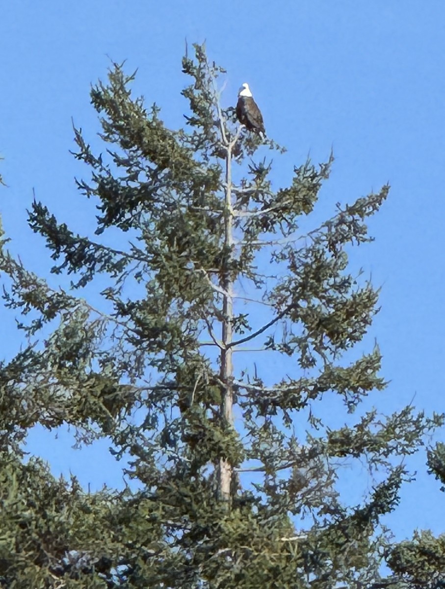 ハクトウワシ - ML645534079