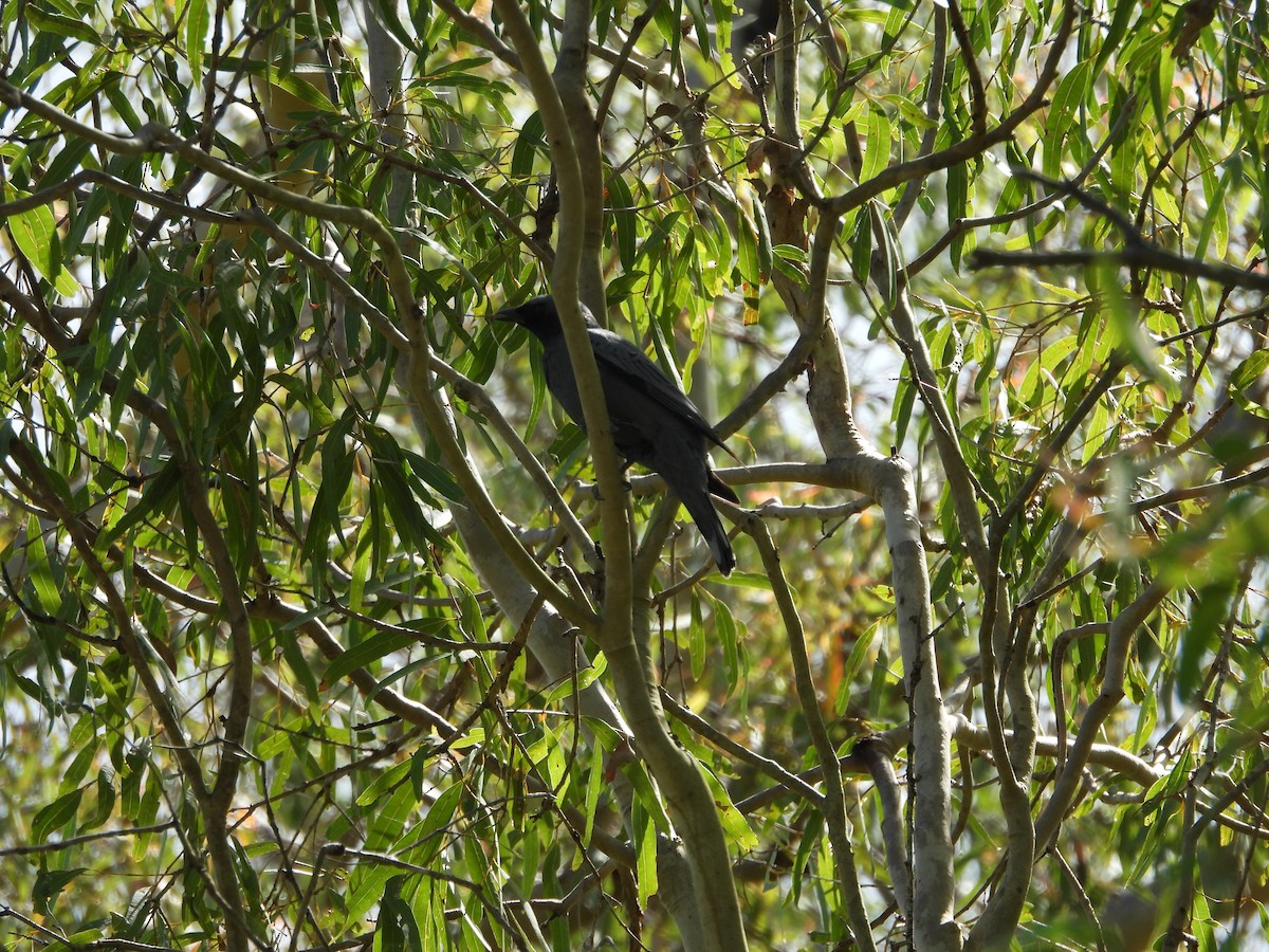 サフルセミサンショウクイ - ML645534080