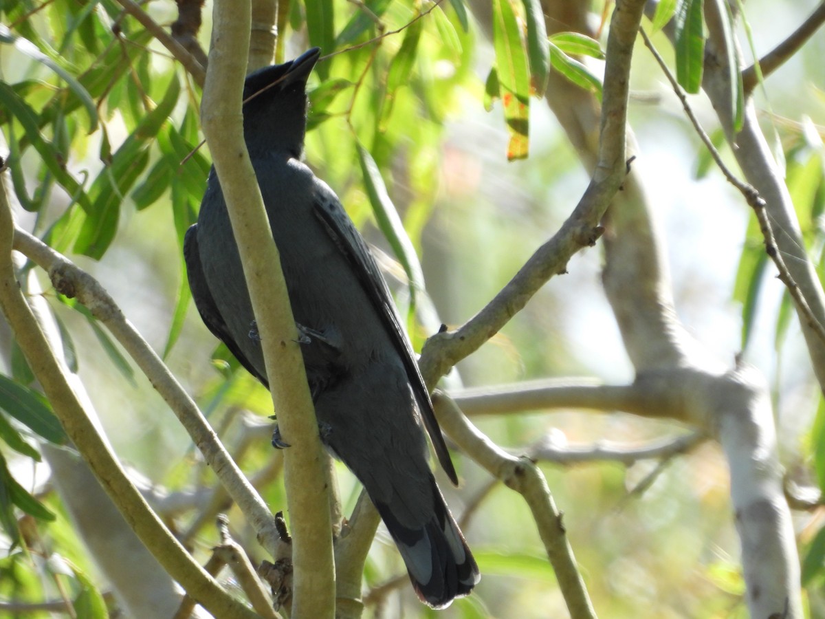 サフルセミサンショウクイ - ML645534083