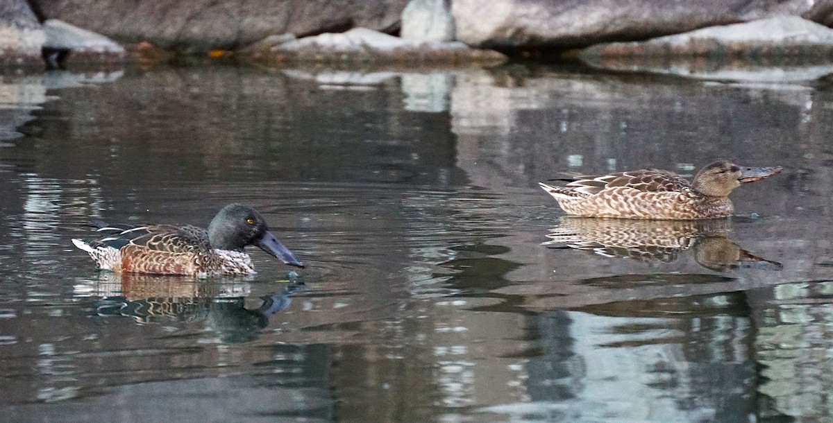 ハシビロガモ - ML645534085