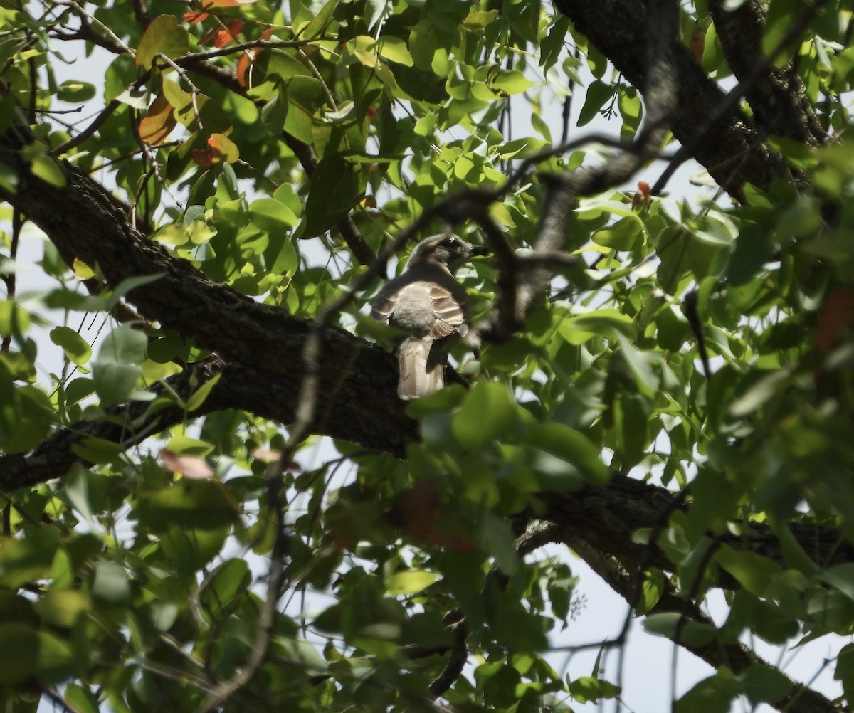 サフルセミサンショウクイ - ML645534086