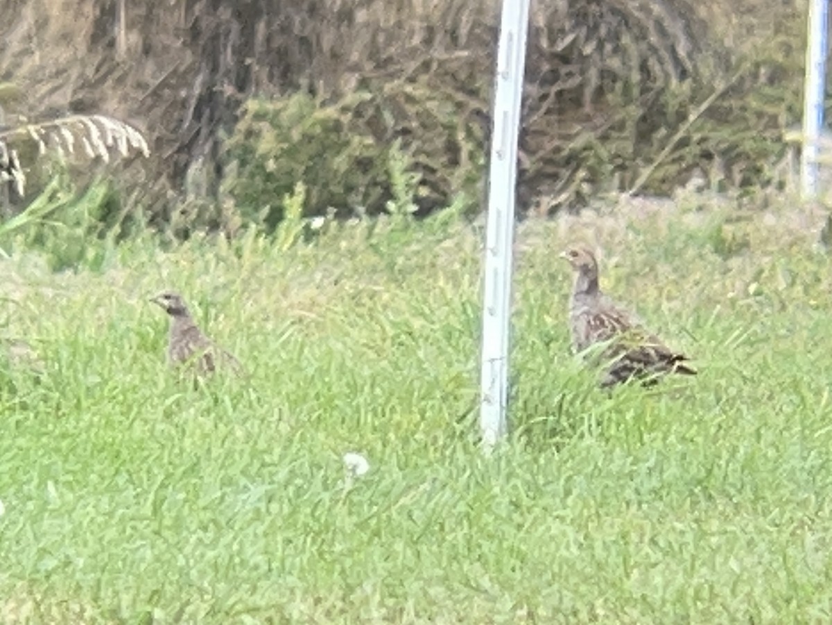 ヨーロッパヤマウズラ - ML645534088