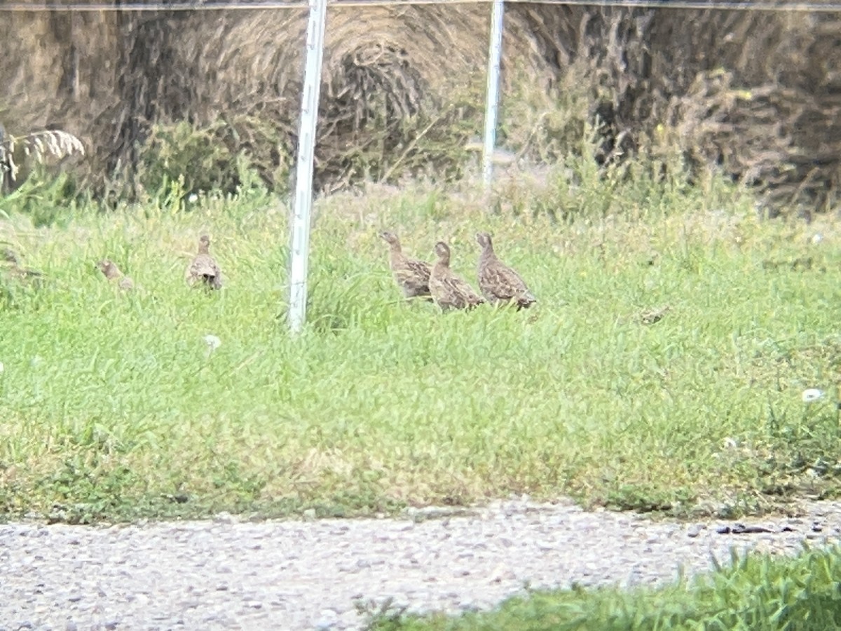 ヨーロッパヤマウズラ - ML645534089