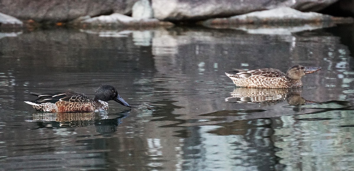 ハシビロガモ - ML645534090