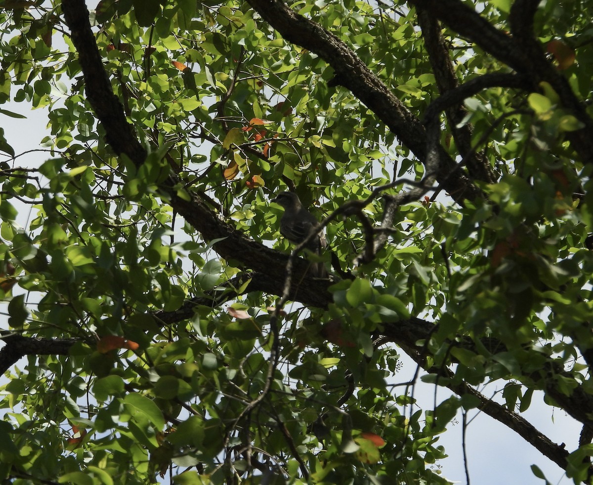 サフルセミサンショウクイ - ML645534092