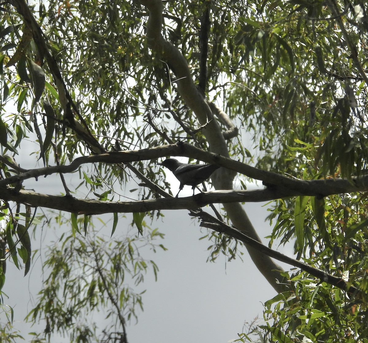 サフルセミサンショウクイ - ML645534093