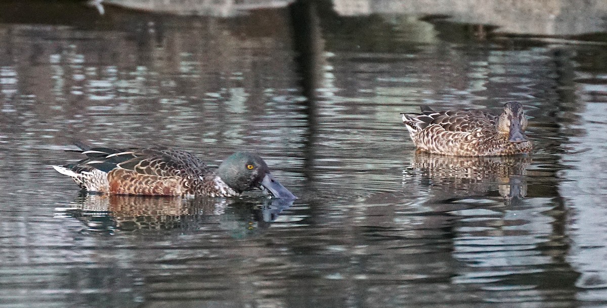 ハシビロガモ - ML645534094