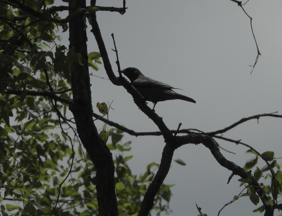 サフルセミサンショウクイ - ML645534095