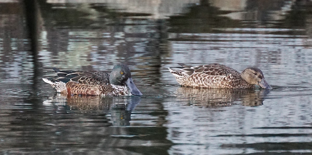 ハシビロガモ - ML645534096