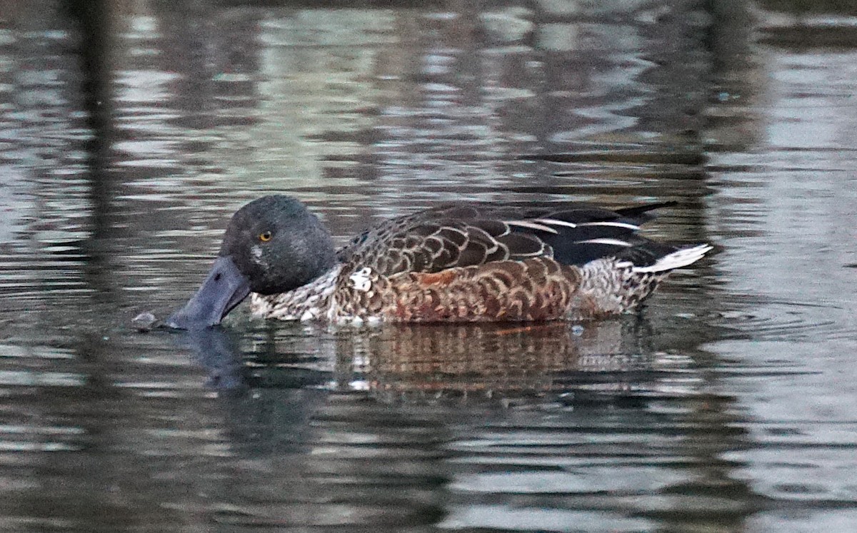 Широконіска північна - ML645534098