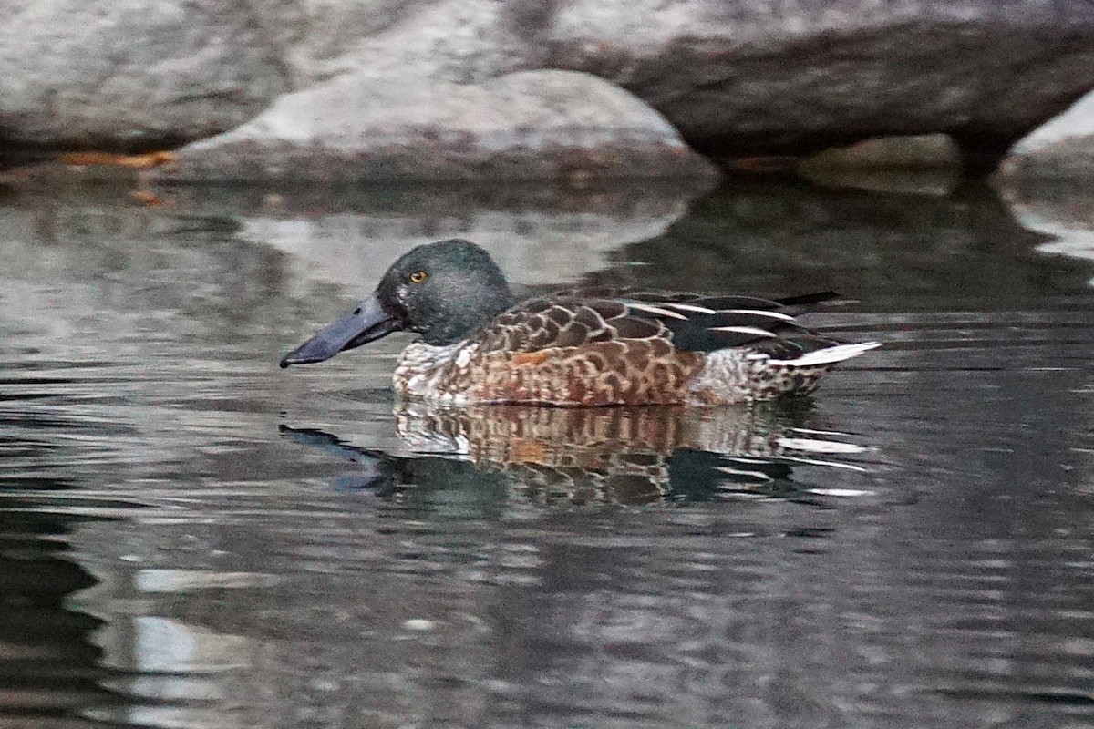 Широконіска північна - ML645534099