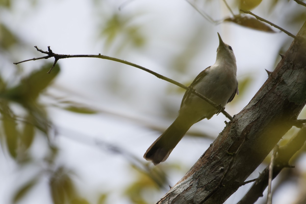 White-headed Wren - ML645534103