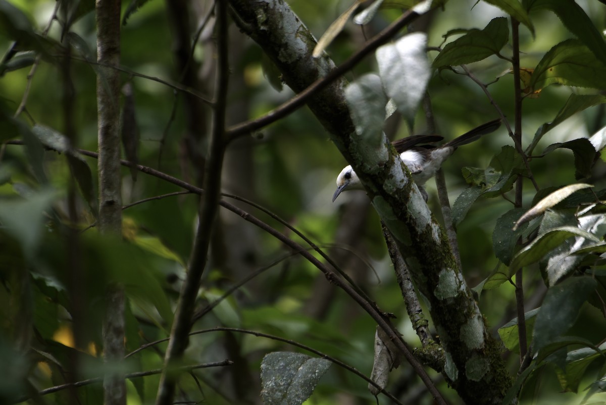 White-headed Wren - ML645534104
