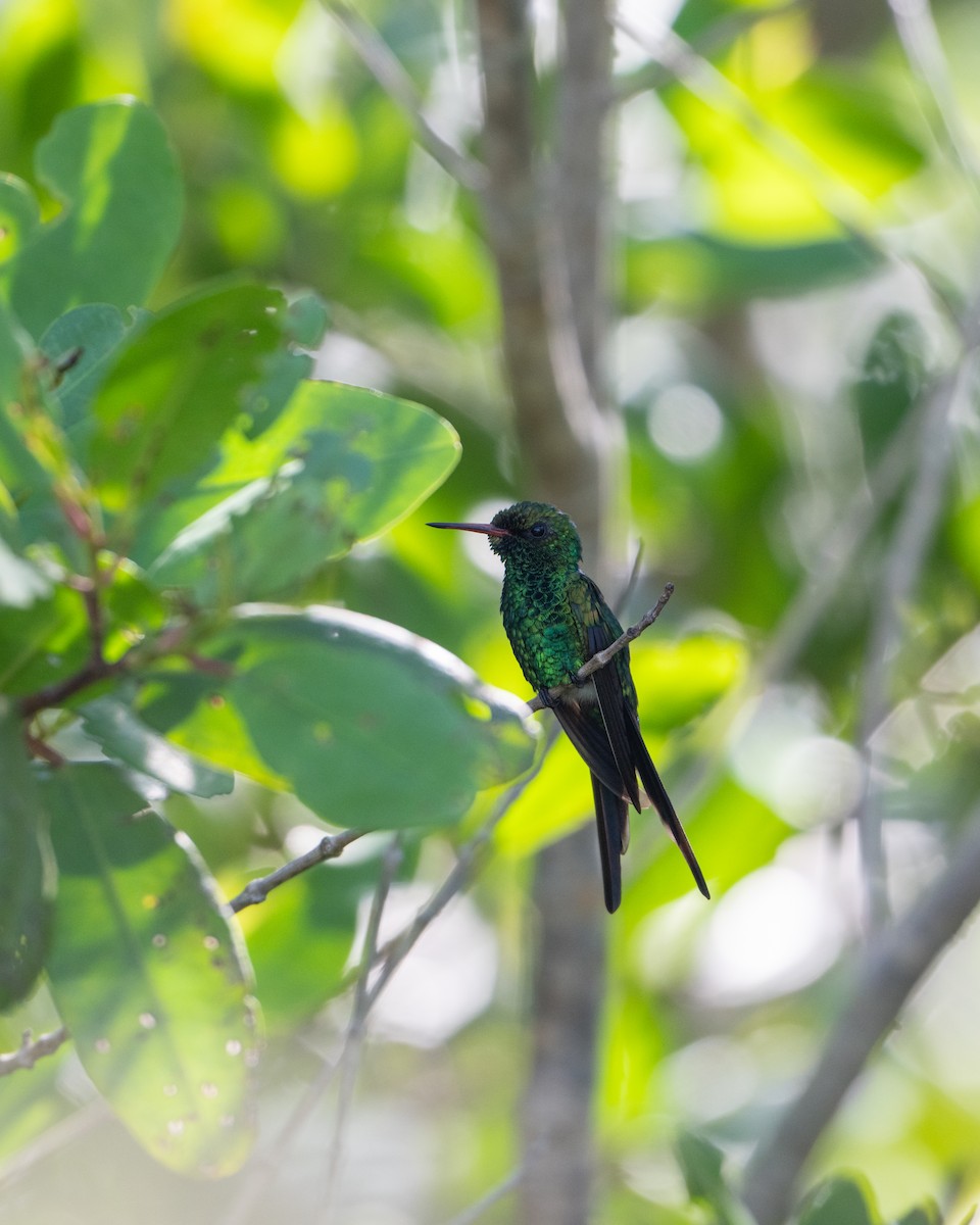 Kozumel Zümrütü - ML645534111