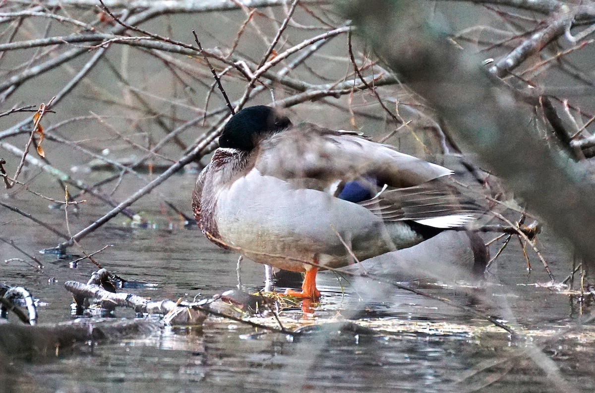 Крижень звичайний - ML645534114