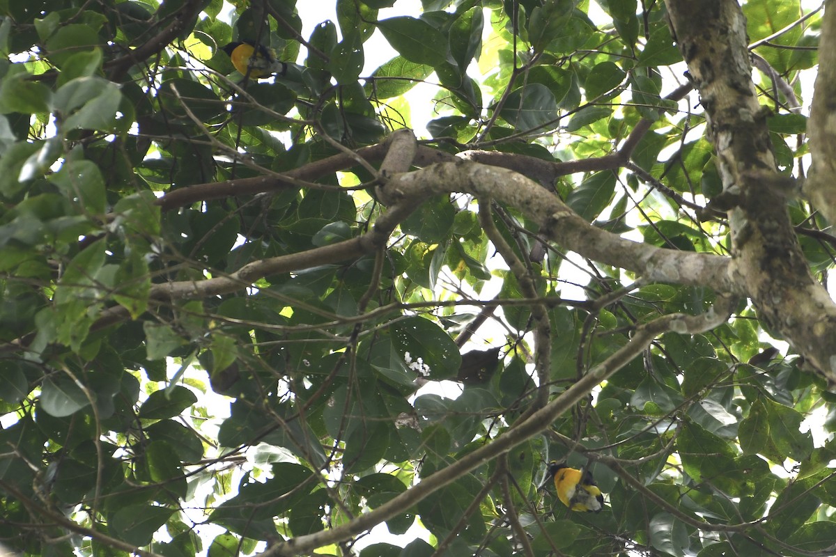 White-vented Euphonia - ML645534120