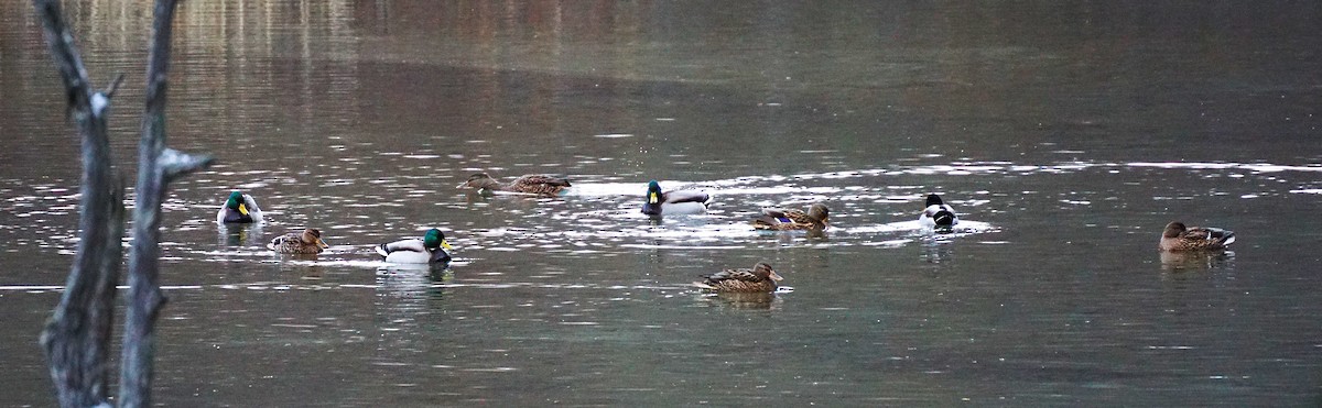 Крижень звичайний - ML645534125