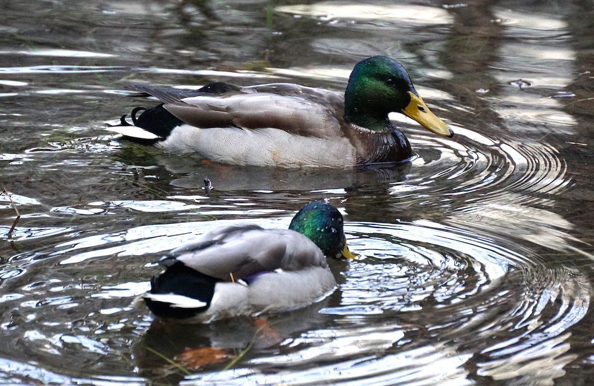 Крижень звичайний - ML645534133