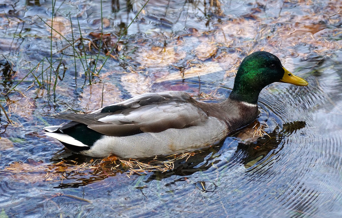 Крижень звичайний - ML645534136