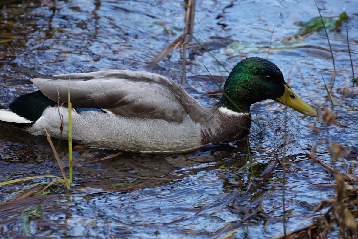 Крижень звичайний - ML645534138