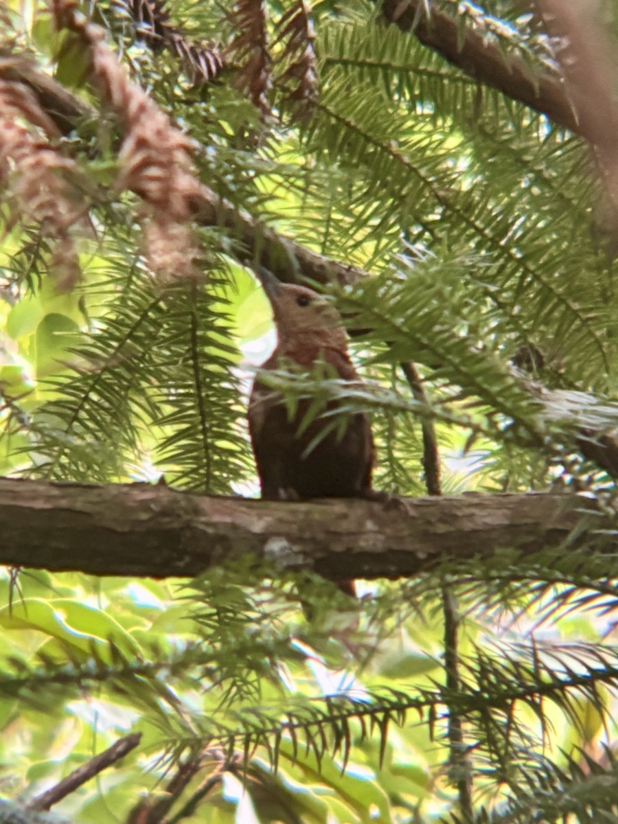 Rufous Woodpecker - ML645534142