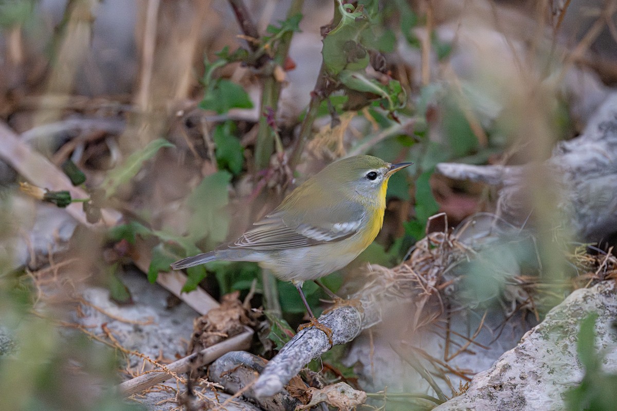 Northern Parula - ML645534147