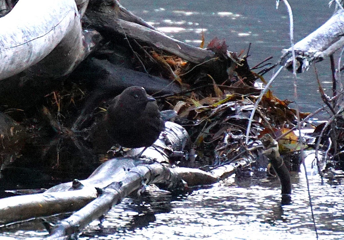 Пронурок бурий - ML645534148