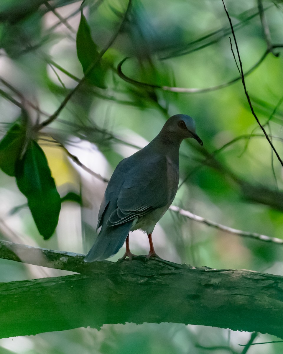 シロハラシャコバト - ML645534160