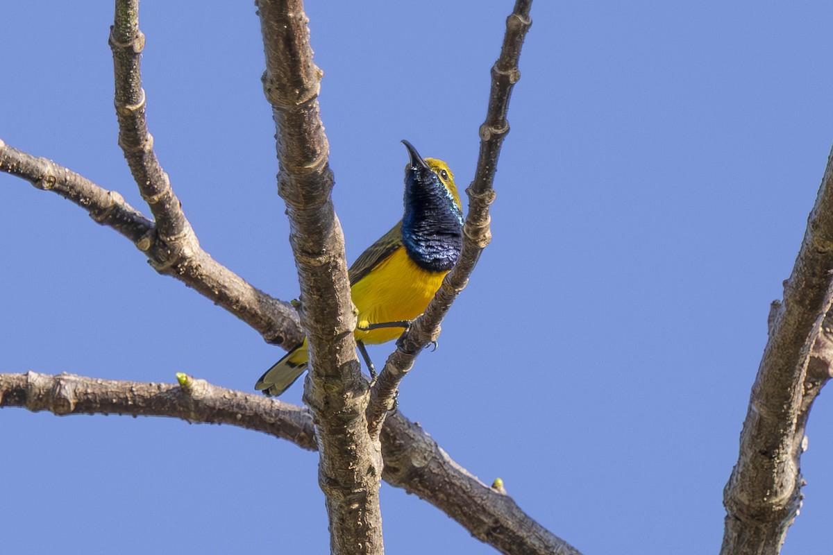 Sahul Sunbird - ML645534163