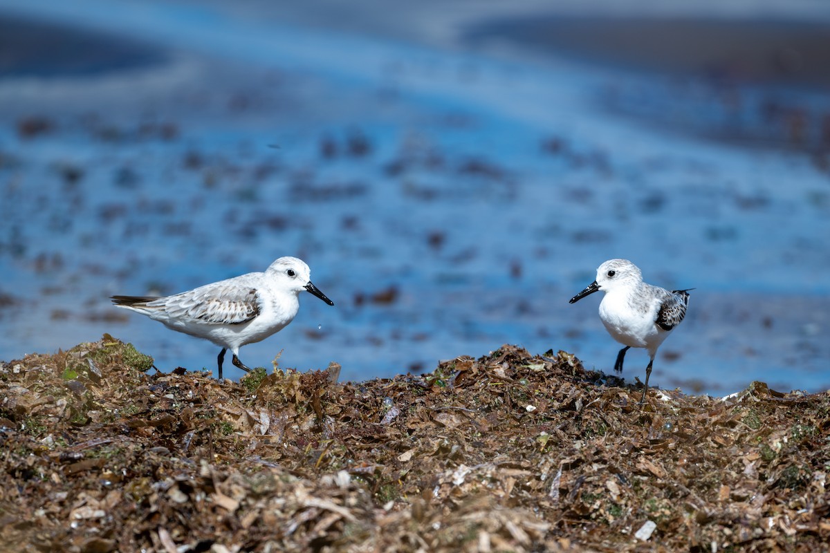 jespák písečný - ML645534173