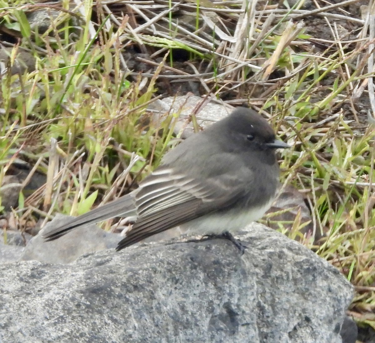 Black Phoebe - ML645534180