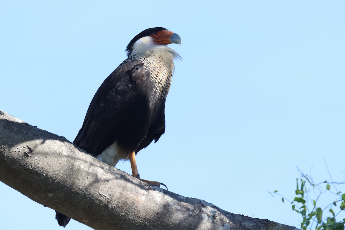 Schopfkarakara (Nordkarakara) - ML645534183