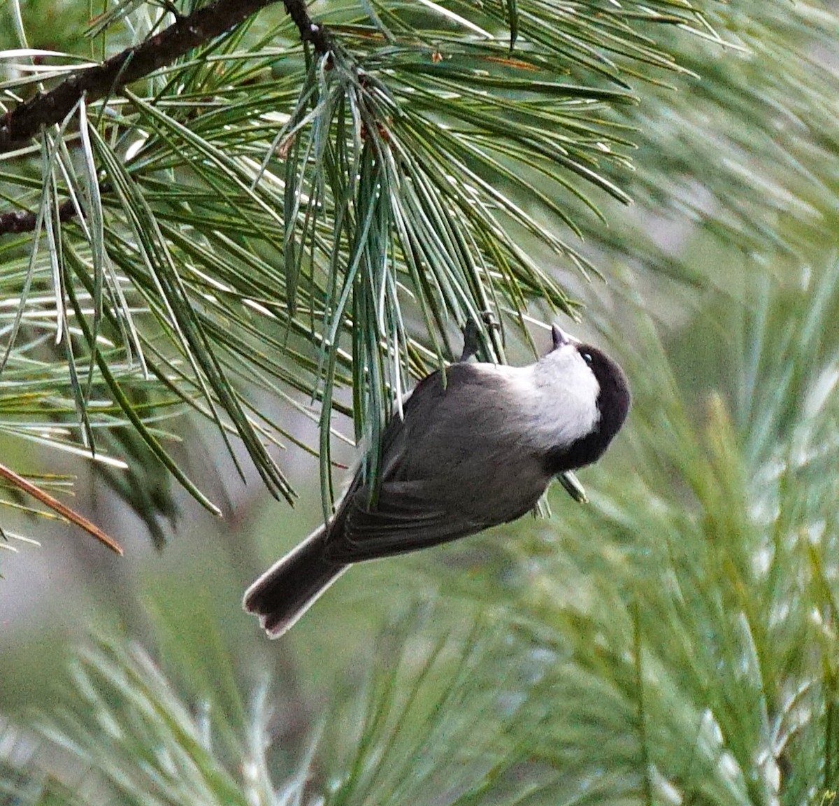 Пухляк - ML645534196