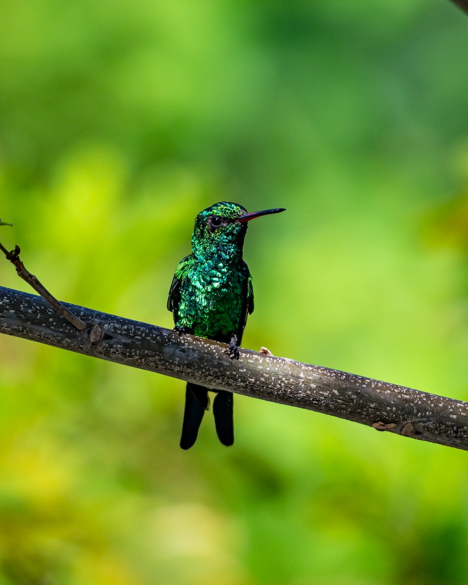 Kozumel Zümrütü - ML645534197