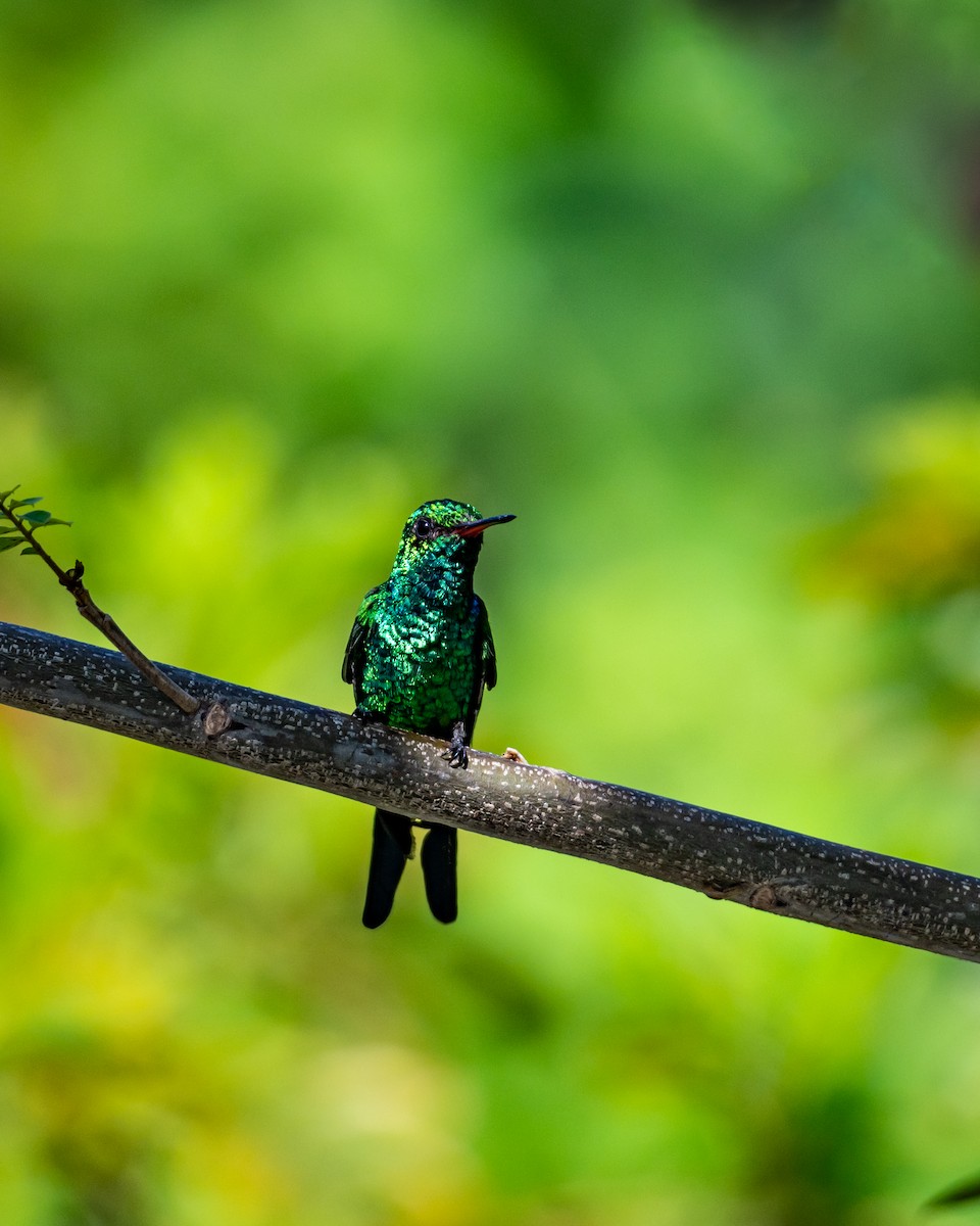 Kozumel Zümrütü - ML645534198