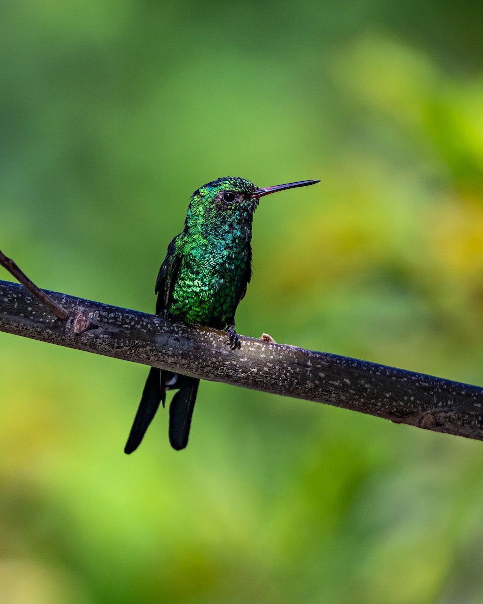 Kozumel Zümrütü - ML645534199